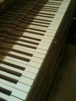 Ivory transplant complete